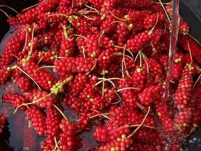 Anima Mundi Herbals Herbs & Tinctures Anima Mundi - Schisandra Rose Elixir 4oz 7 Anima Mundi Herbals Herbs & Tinctures Anima Mundi - Schisandra Rose Elixir 4oz